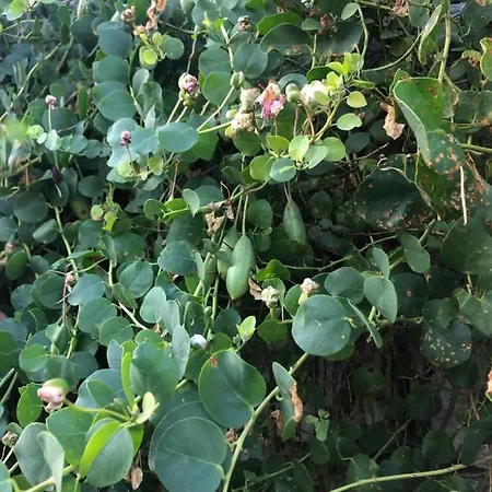 Lejlighed Iva Lastovo Uble